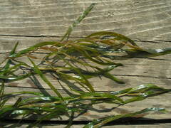Potamogeton obtusifolius