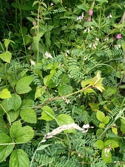 Vicia sylvatica