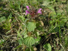 Lamium hybridum
