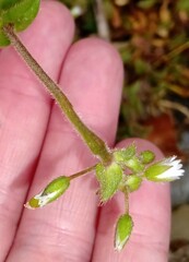 Cerastium semidecandrum