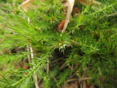 Cliococca selaginoides