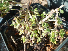 Teucrium lucidrys