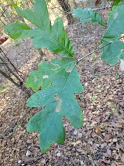 Quercus alba