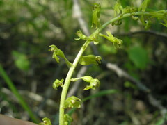 Neottia ovata