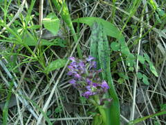 Dactylorhiza incarnata cruenta