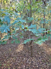 Quercus alba