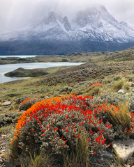 Anarthrophyllum desideratum