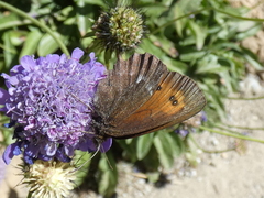 Erebia euryale