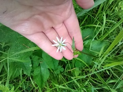 Stellaria palustris