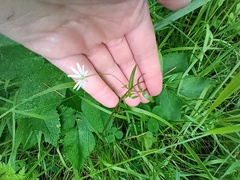 Stellaria palustris