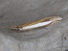 Crambus sperryellus