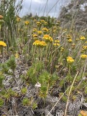 Senecio pillansii
