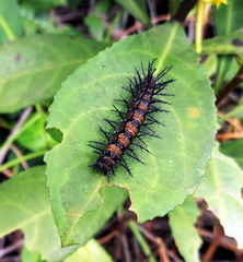 Acraea