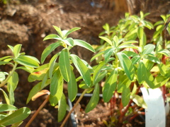 Euphorbia corallioides