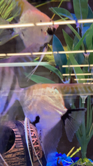 Pterophyllum