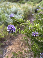 Psoralea bracteolata