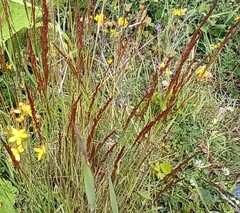 Alopecurus myosuroides