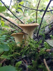 Turbinellus kauffmanii