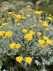 Helichrysum dasyanthum