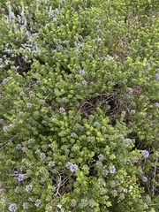 Psoralea bracteolata