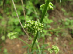 Valeriana