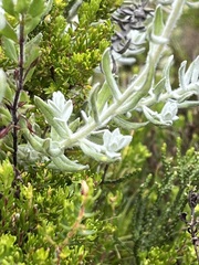 Helichrysum dasyanthum