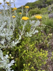 Helichrysum dasyanthum
