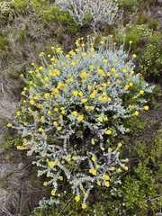 Helichrysum dasyanthum