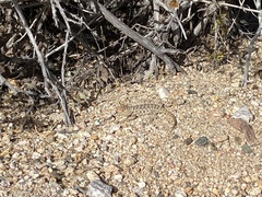 Sceloporus bimaculosus