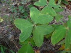 Oxalis latifolia