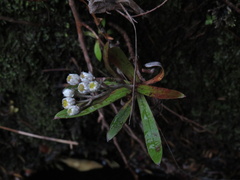 Anaphalioides trinervis