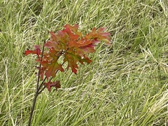 Quercus buckleyi