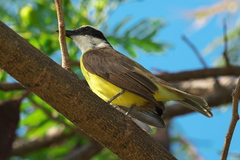 Pitangus sulphuratus