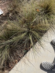 Muhlenbergia rigens