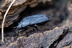 Lethaeus cribratissimus