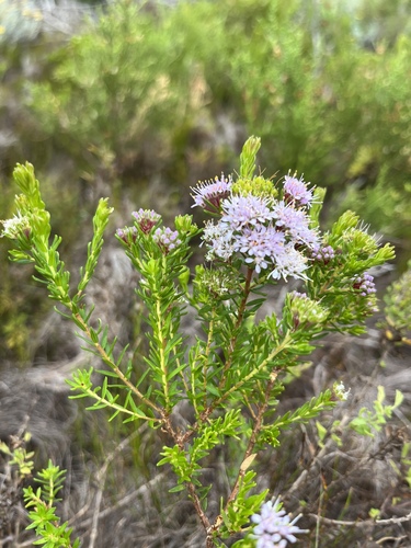 Image of Agathosma bifida by (c) Charleen Brunke, some rights reserved (CC BY)