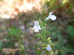 Clinopodium