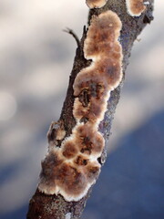 Peniophora albobadia