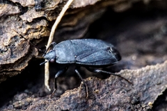 Lethaeus cribratissimus