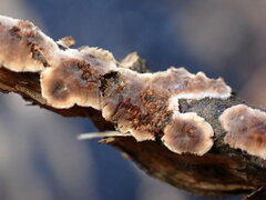 Peniophora albobadia