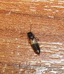 Oxytelinae
