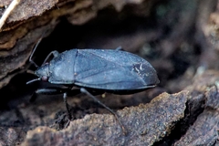 Lethaeus cribratissimus