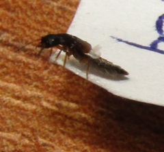 Oxytelinae