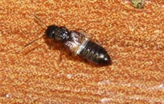Oxytelinae