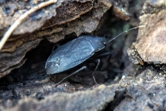 Lethaeus cribratissimus