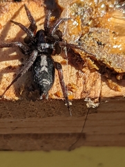 Herpyllus ecclesiasticus
