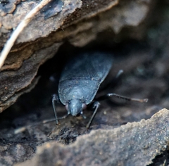 Lethaeus cribratissimus