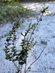 Hypericum hypericoides