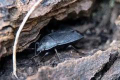 Lethaeus cribratissimus