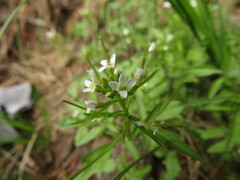 Cardamine